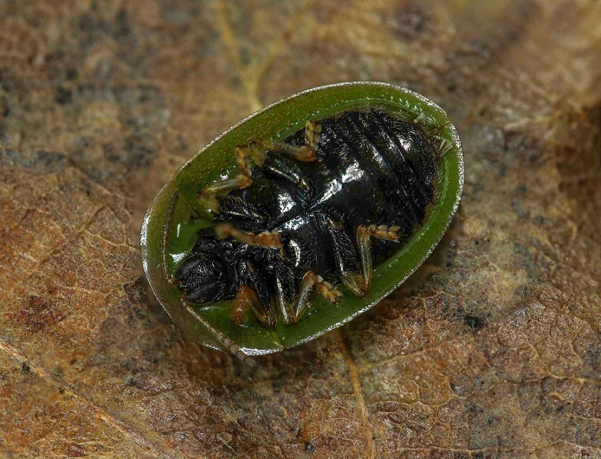 Chrysomelidae: Cassida sp.